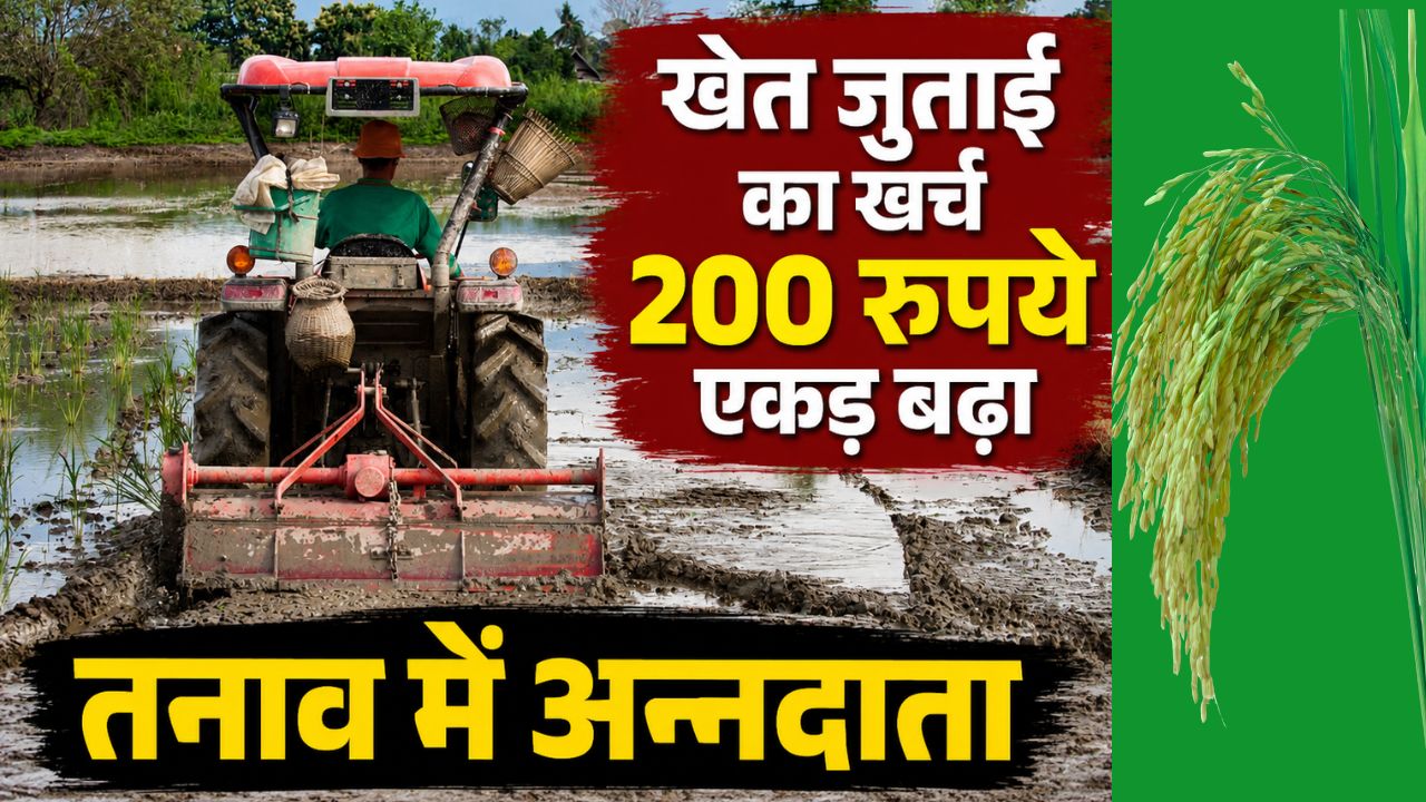 Farming Costs Have Risen By 5000 Rupees Per Acre Leaving Rice Farmers Worried About Potential Losses