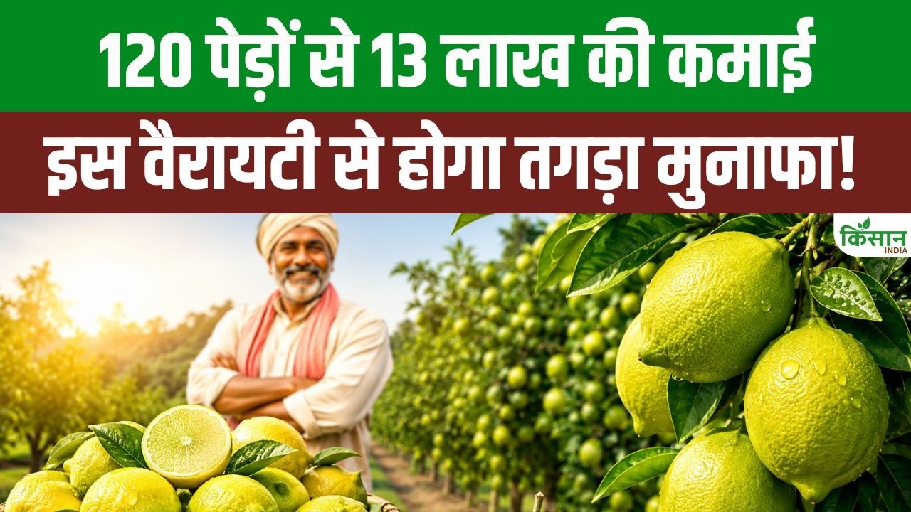 Cultivation Banarasi Lemon Brighten Fortunes Farmers They Get Huge Profits Low Cost
