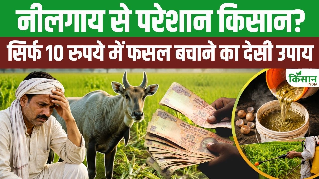Relief For Farmers Troubled By Nilgai Their Fields Scientists Reveal Home Grown Solution Costing Just 10 Rupees