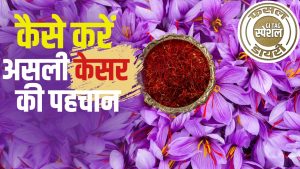बनना है अमीर तो करें ‘लाल सोना’ की खेती,  600 रुपये प्रति ग्राम रेट.. पूरी दुनिया में है मांग