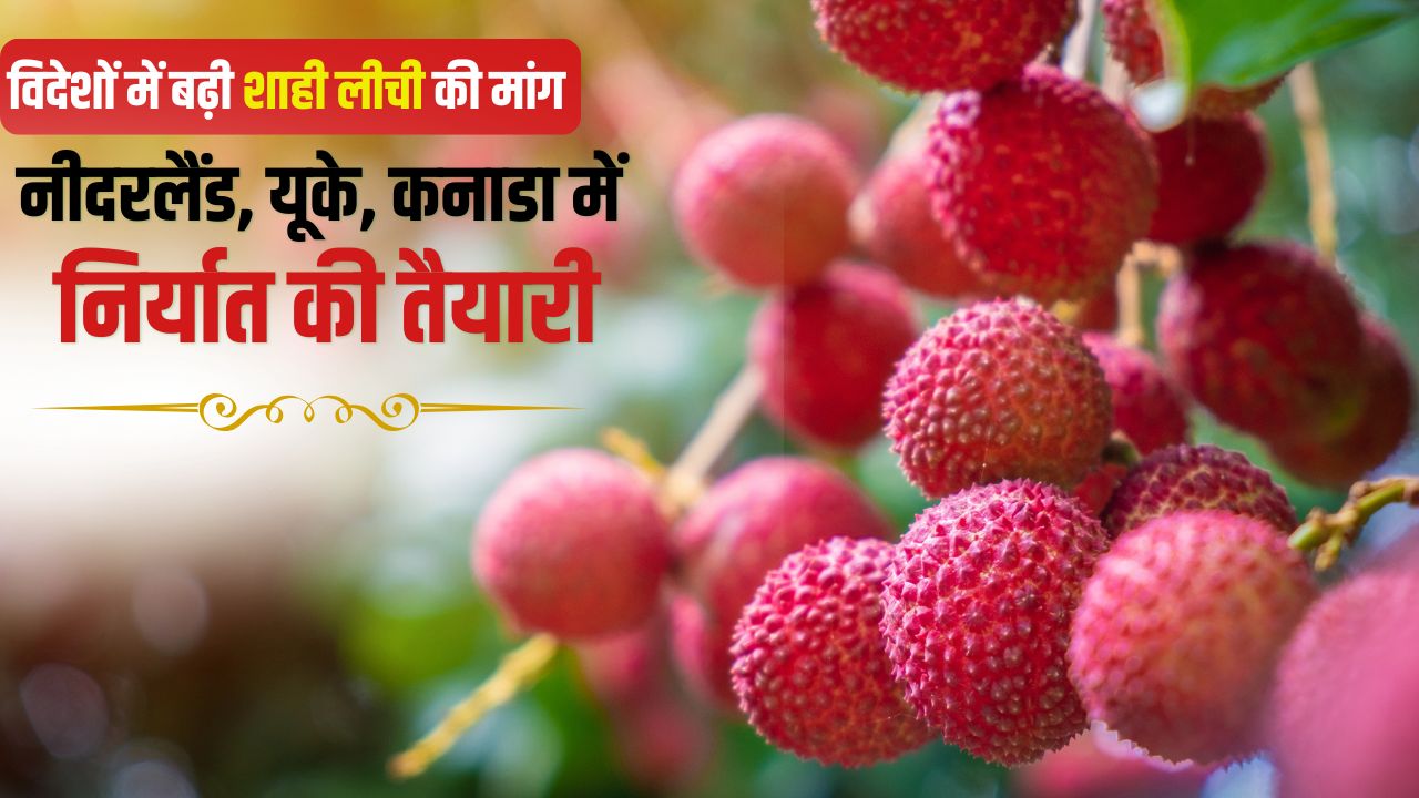 Online Order Muzaffarpur Authentic Shahi Litchi Litchi Export