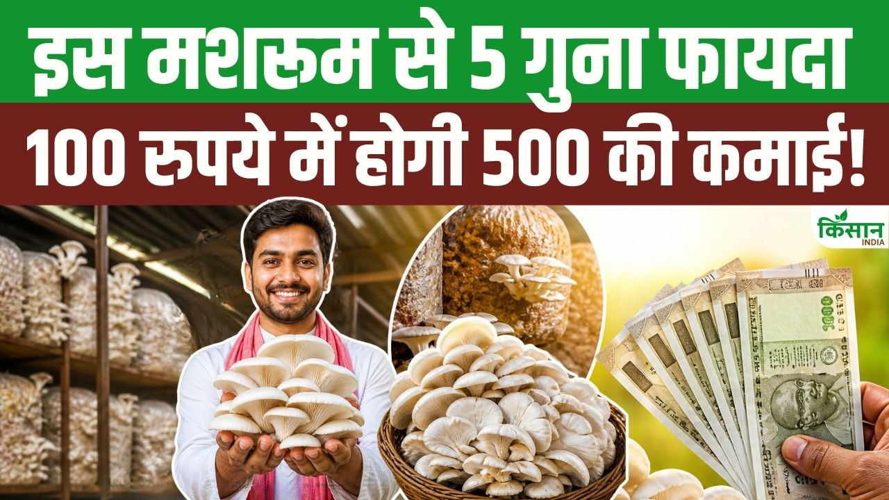 Farmers Earn Lot By Cultivating This Special Mushroom Spending Rs 100 Give Them Profit Rs 500