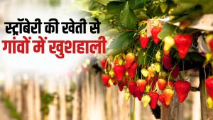 स्ट्रॉबेरी की खेती से किसानों की बदली किस्मत, इस साल 3 करोड़ से अधिक कमाई की है उम्मीद स्ट्रॉबेरी की खेती से किसानों की बदली किस्मत, इस साल 3 करोड़ से अधिक कमाई की है उम्मीद