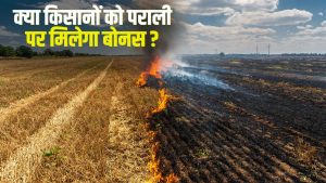 पराली जलाने के मामले में 157 फीसदी की बढ़ोतरी, जानें किस जिले में आए कितने केस