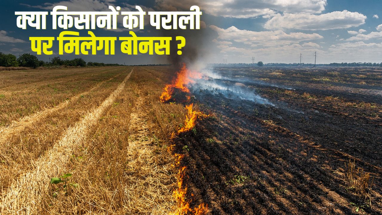 Haryana Wheat Stubble Stubble Burning Has Increased By 157 Percent