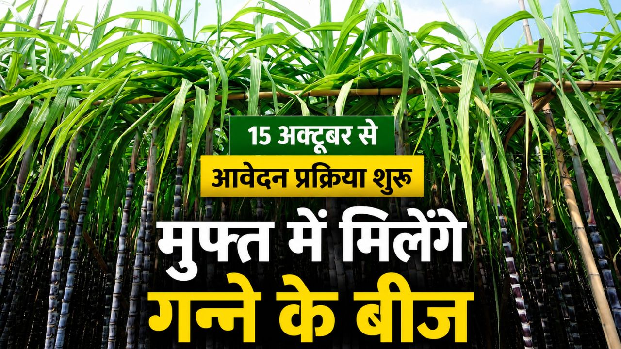 Haryana Sugarcane Farmers Get Rs 5000 Per Acre Incentive For Single Bud Sugarcane Sowing Technique