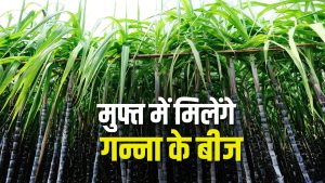 गन्ना किसानों के हित में बड़ा फैसला, इस विधि से बुवाई करने पर प्रति एकड़ फ्री में मिलेंगे 5 हजार गन्ना किसानों के हित में बड़ा फैसला, इस विधि से बुवाई करने पर प्रति एकड़ फ्री में मिलेंगे 5 हजार