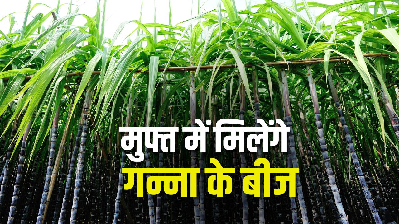 Haryana Sugarcane Farmers Get Rs 5000 Per Acre Incentive For Single Bud Sugarcane Sowing Technique