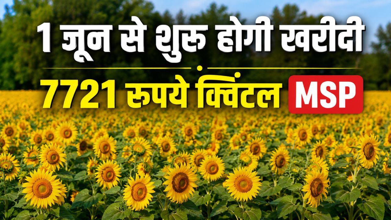 Sunflower Harvesting Picks Up In Haryana Procurement To Begin From 1 June