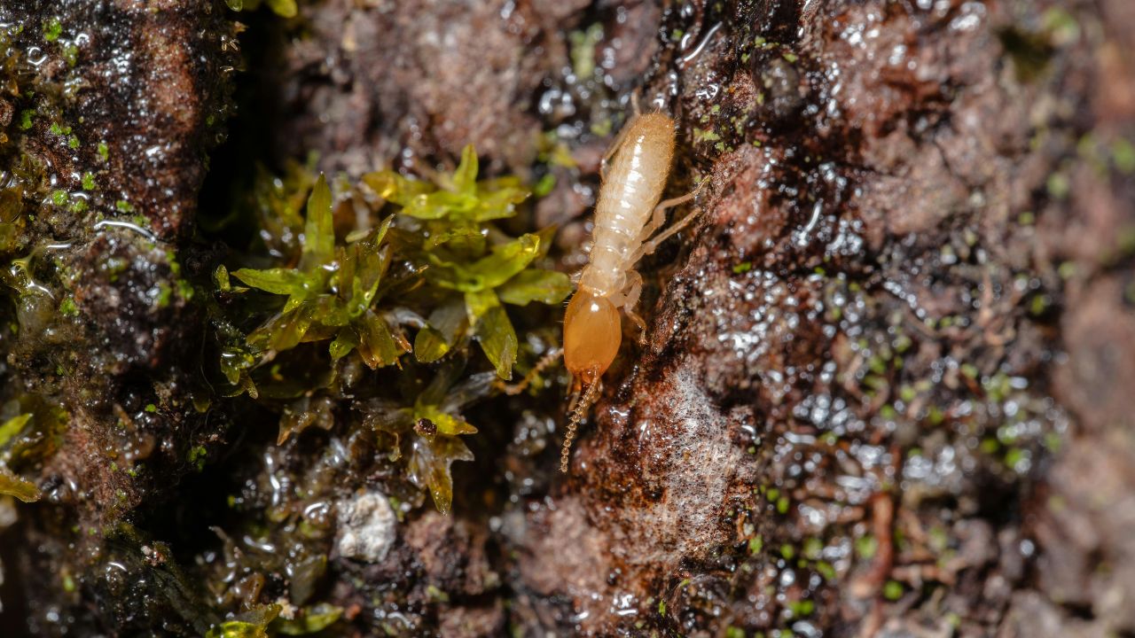 Pest Control Tips Termite Control Farm Crops Root Damage Treatment Organic Chemical Pest Management