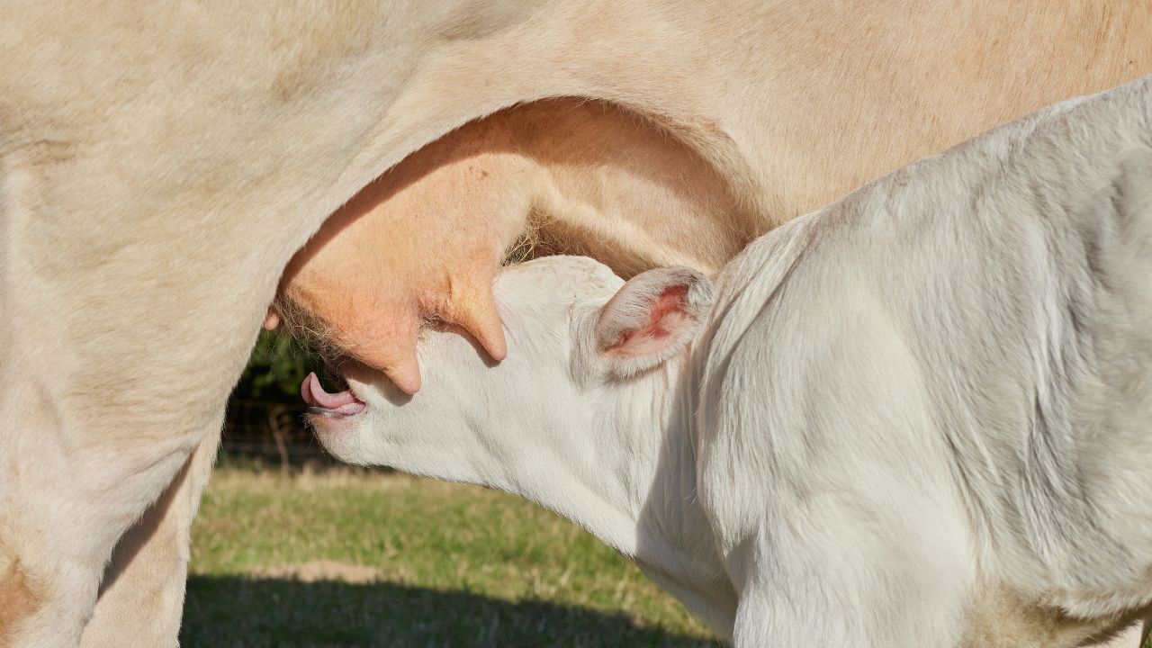 Important Tips For Dairy Farmers Before Buying Healthy Milch Animals For Better Milk Production