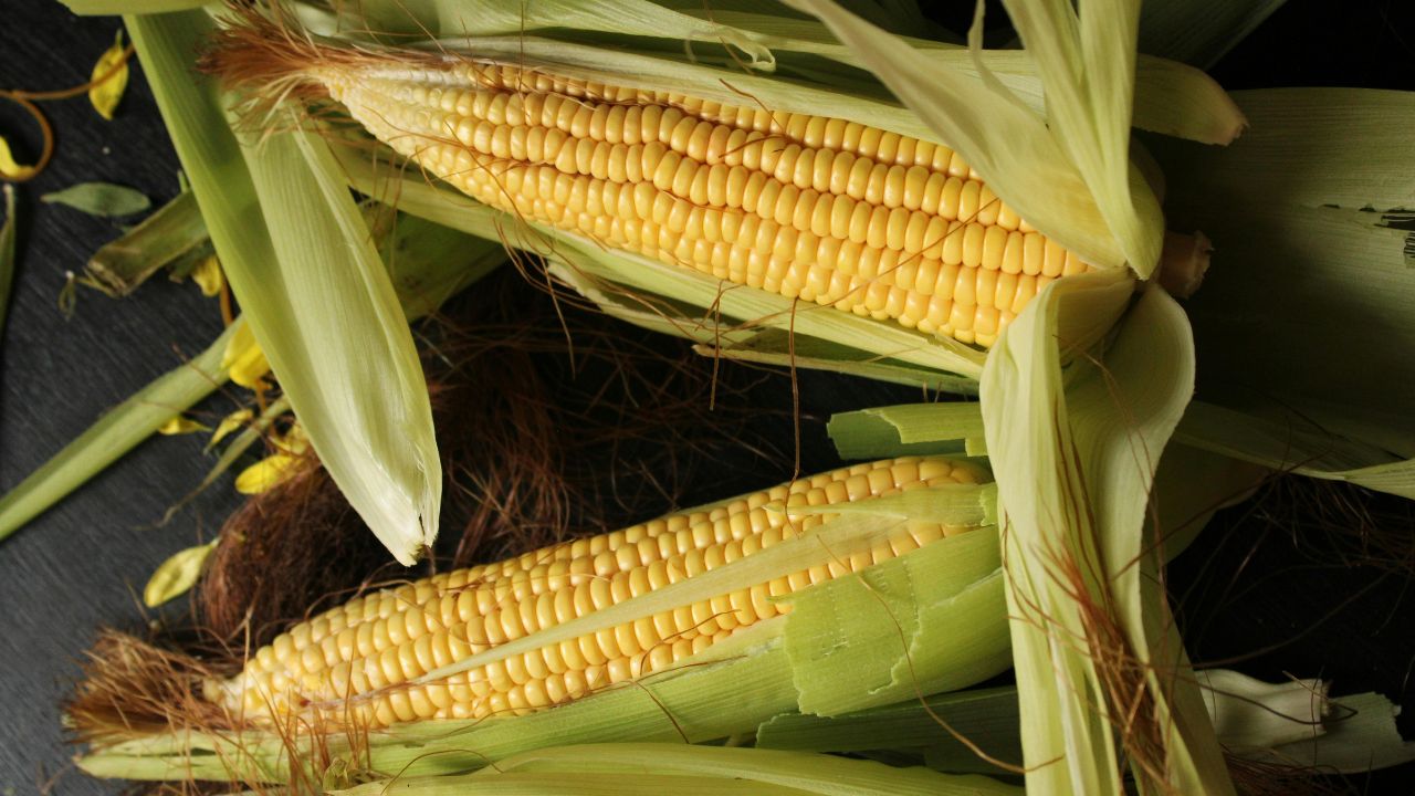 Maize Crop Pest Attack Farmers Should Know Safe Pesticide Spraying And Crop Protection Tips