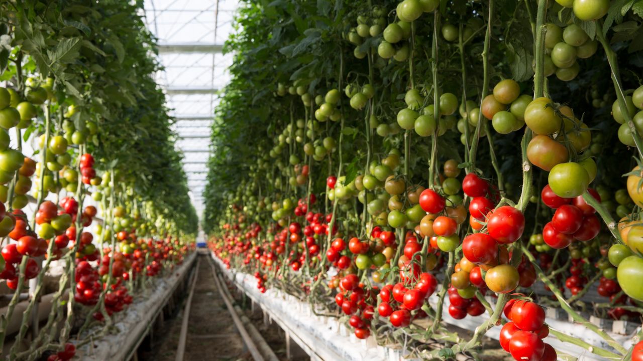 Tomato Farming Profit Modern Trellis Method Farmers Income Growth