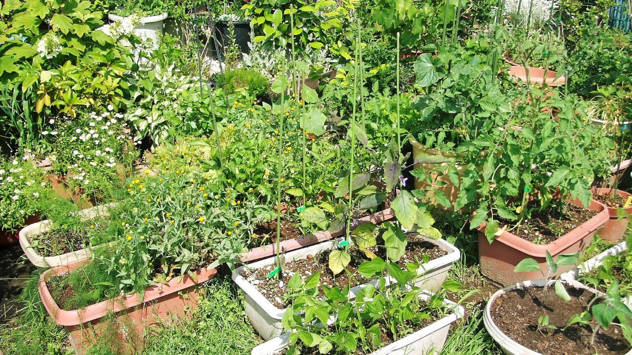 Best Summer Plants Low Water Green Home Garden Cooling Tips