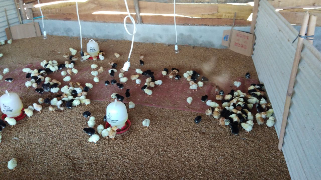 Poultry Farming Summer Care Tips Chickens Heat Stress Prevention