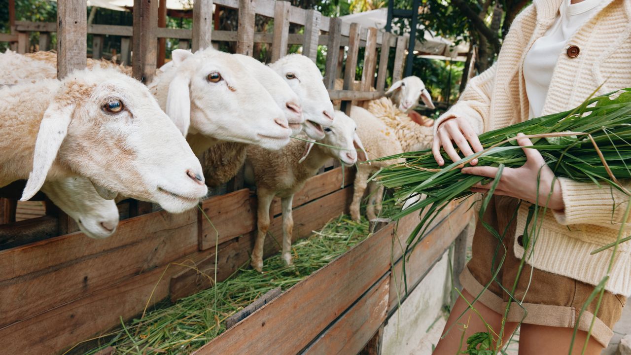 Goat Farming Mineral Mixture Benefits Animal Husbandry Goat Nutrition