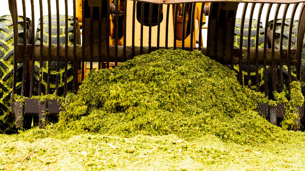 Silage Technology Benefits Green Fodder Animal Husbandry Dairy Farming