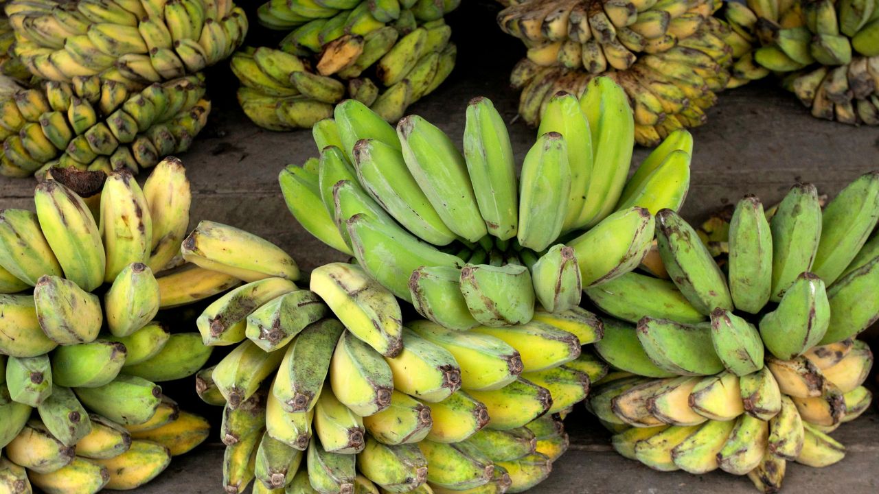 G9 Banana Farming High Profit Low Water Best Variety For Farmers