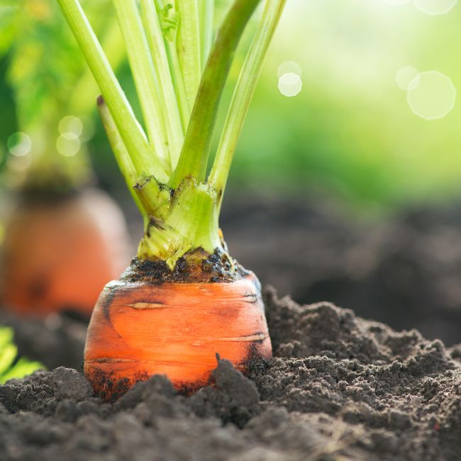 Yellow Carrot Farming, Carrot Cultivation, Farming Profit, Vegetable Farming, Summer Crops