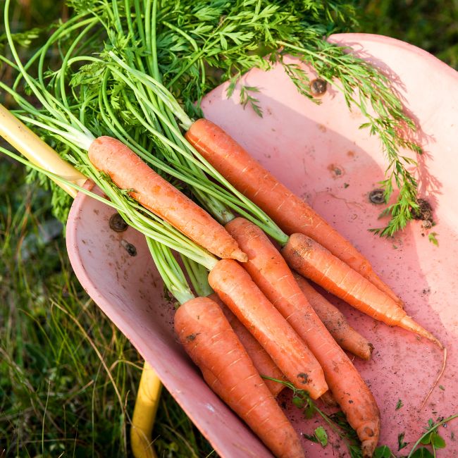 Yellow Carrot Farming, Carrot Cultivation, Farming Profit, Vegetable Farming, Summer Crops