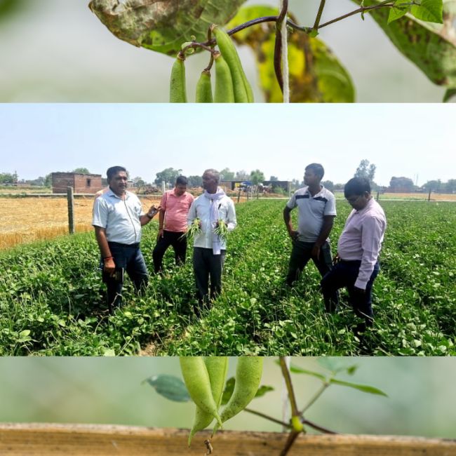 Kashee Vishan, Cowpea Farming, Smart Agriculture, Vegetable Export, Indian Farming, Agriculture Innovation