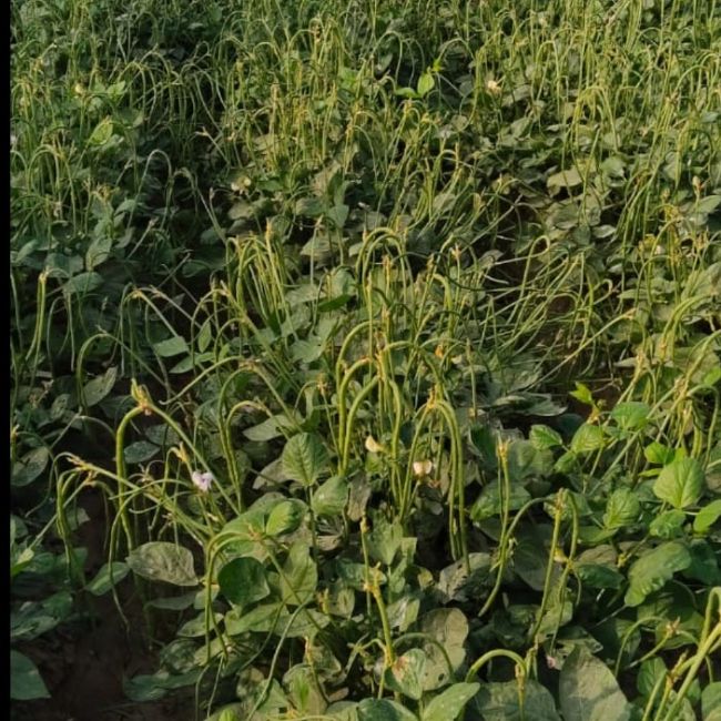Kashee Vishan, Cowpea Farming, Smart Agriculture, Vegetable Export, Indian Farming, Agriculture Innovation