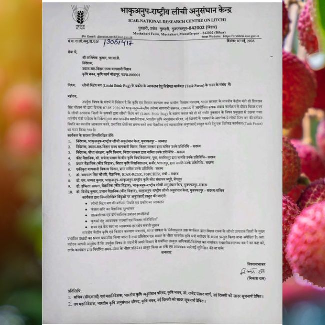 Litchi Farming, Bihar Farmers, Shivraj Singh Chouhan, Litchi Stink Bug, Agriculture News, Farmer Relief