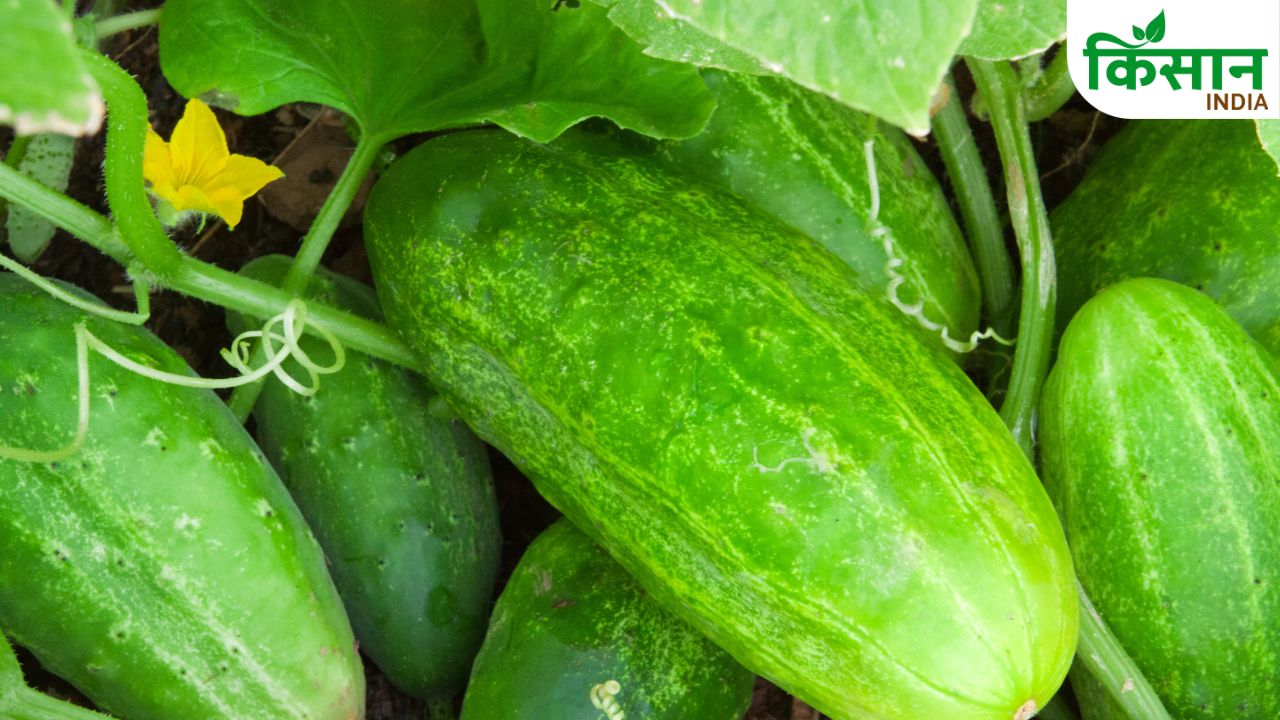 Cucumber Blight Disease Farmers Crop Protection Tips