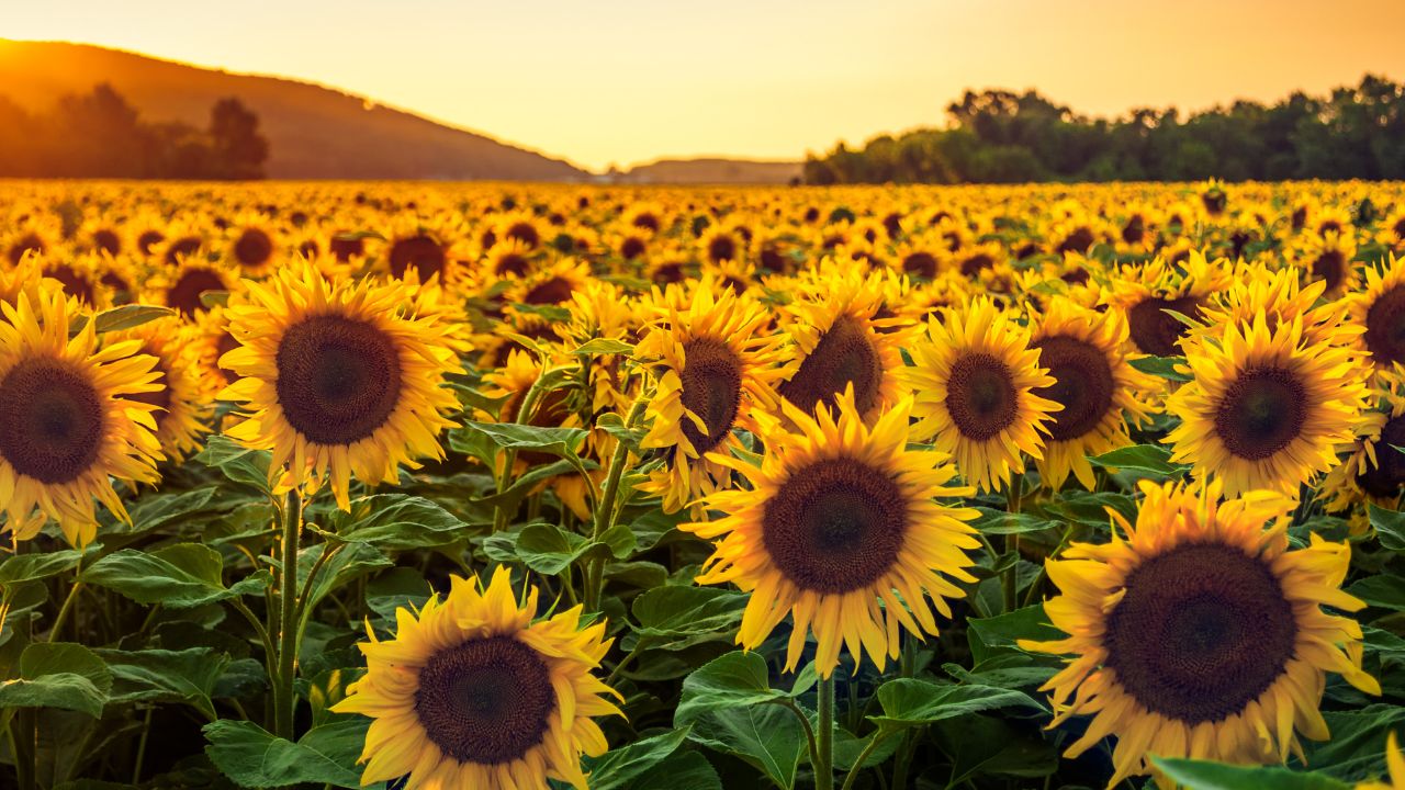 Sunflower Farming Fungal Disease Hand Pollination Crop Protection Tips