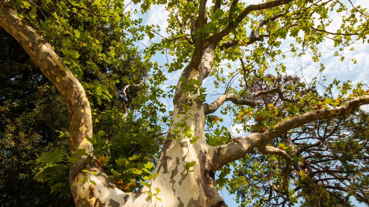 Gular Tree Farming Ayurvedic Wood Demand Farmer Income Profit