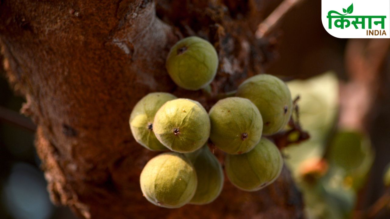 Anjeer Farming Organic Fig Cultivation Profitable Farming Farmer Income