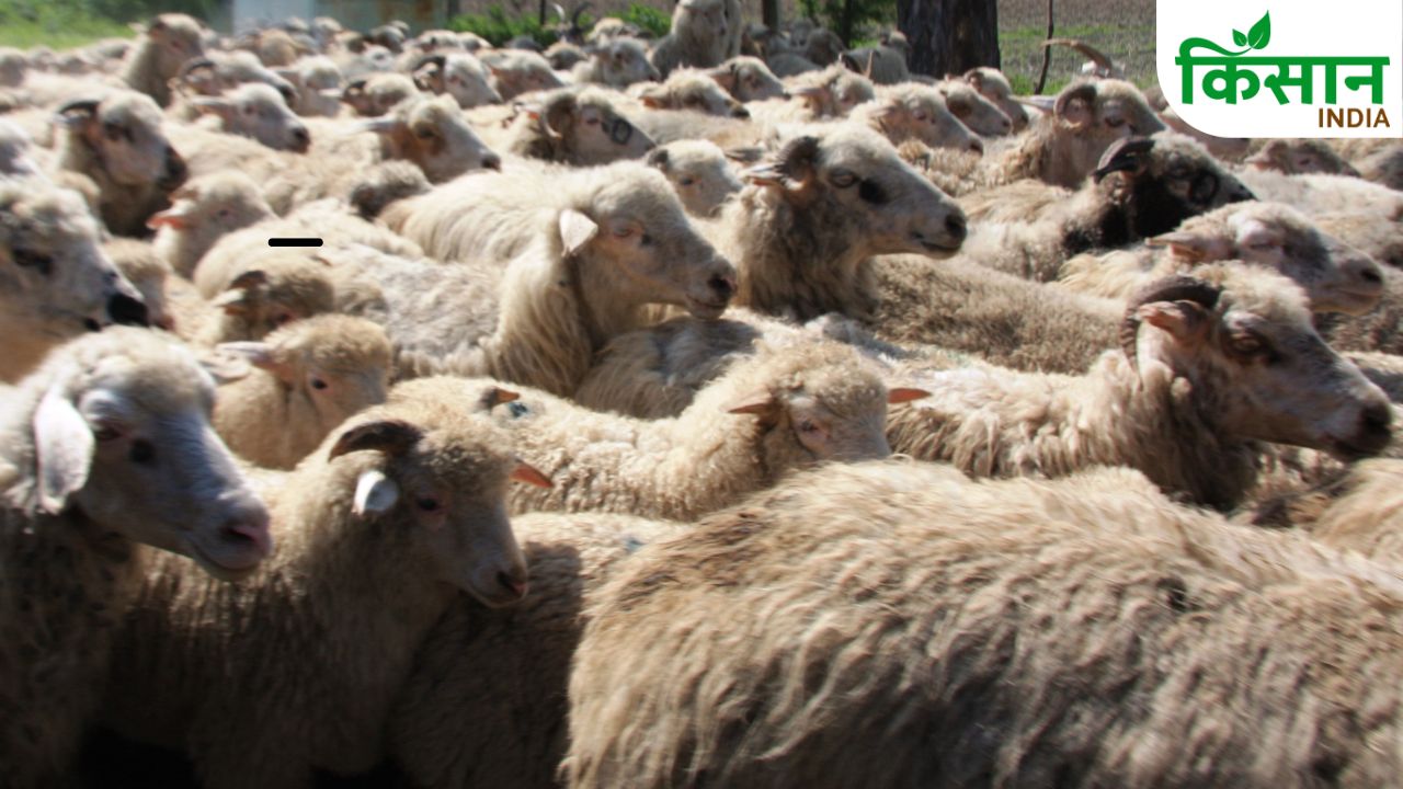 Bihar Animal Husbandry Department May Alert For Sheep And Dairy Farmers