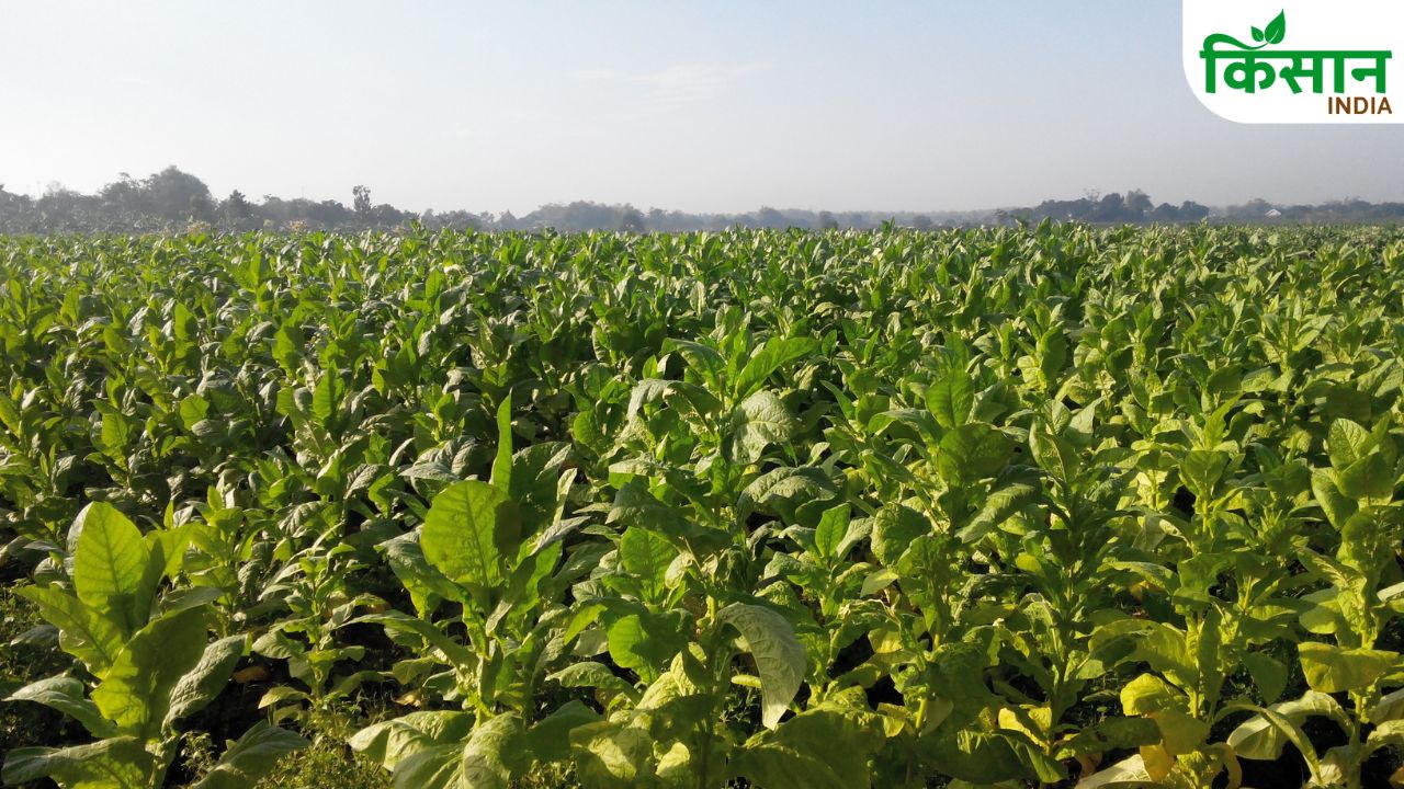 Tobacco Farming Profit Per Acre Farmers Income Cash Crop