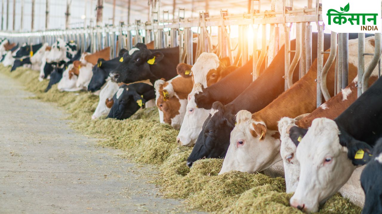Leh Dairy Plant 70 Crore Milk Curd Paneer Production Ladakh