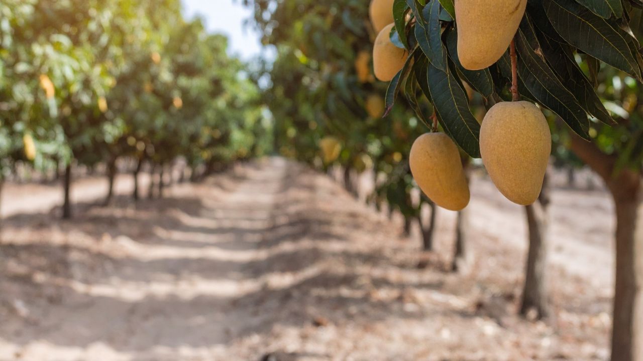 Farm Boundary Fruit Trees Extra Income Farming Profit News