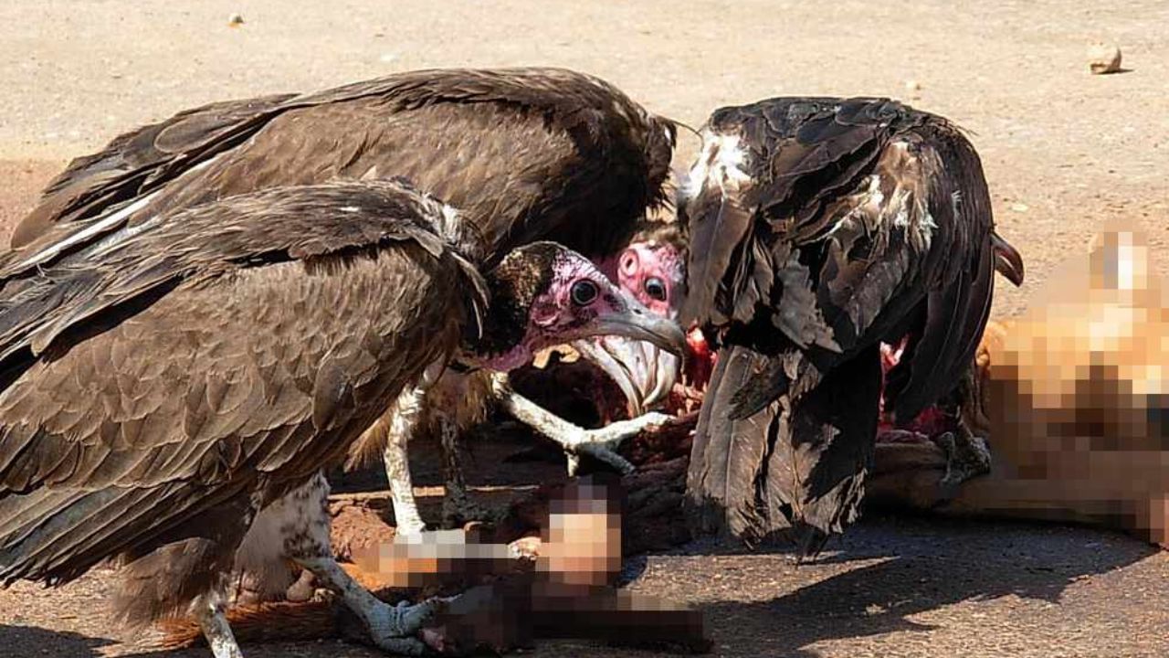Lakhimpur Kheri Vulture Death Carbofuran Poison Report News