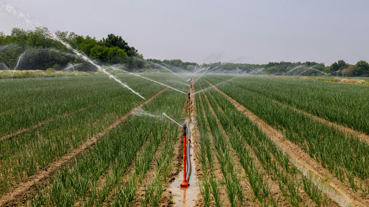 Rajasthan Drip Irrigation Scheme Bikaner Farmers 75 Percent Subsidy News