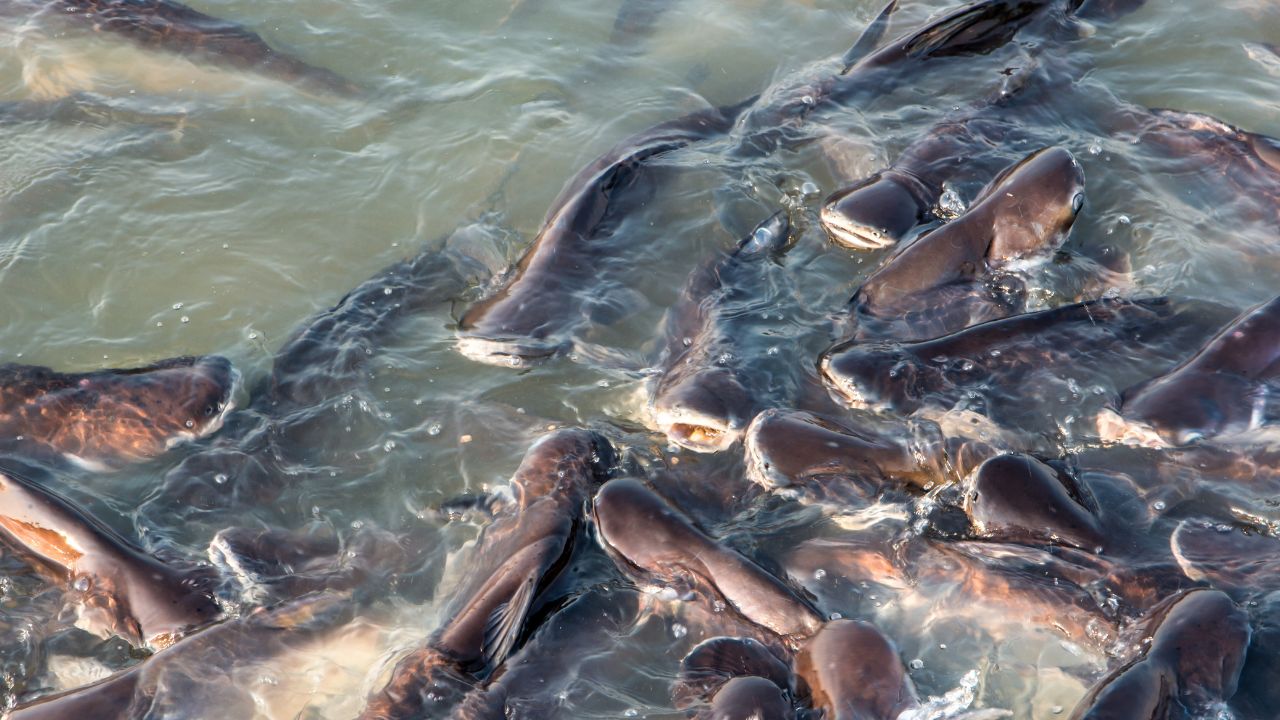 Pangasius Fish Farming Along With Farming Earning Huge Profits In Less Space