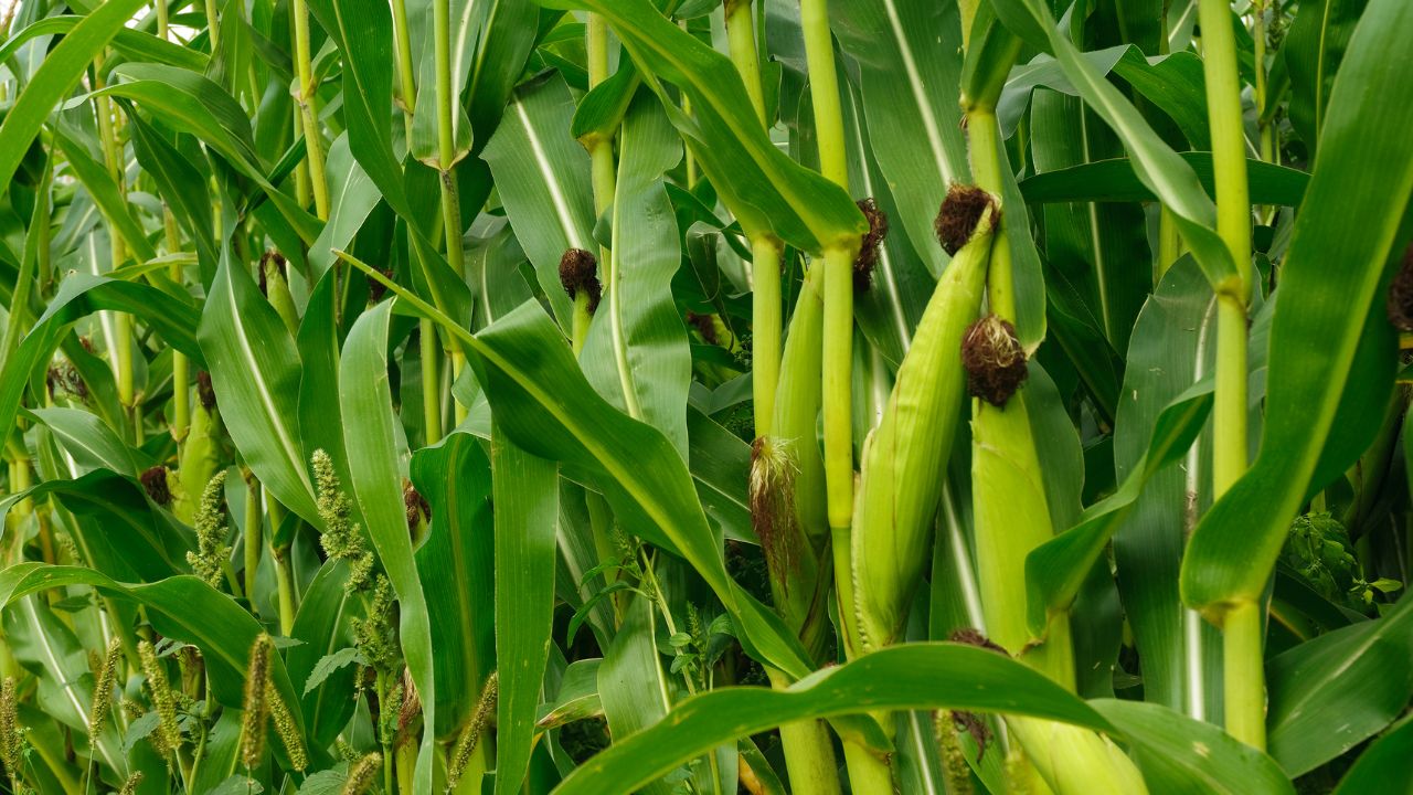 Pusa Maize Hybrid Varieties Give High Yield And Better Profit To Farmers