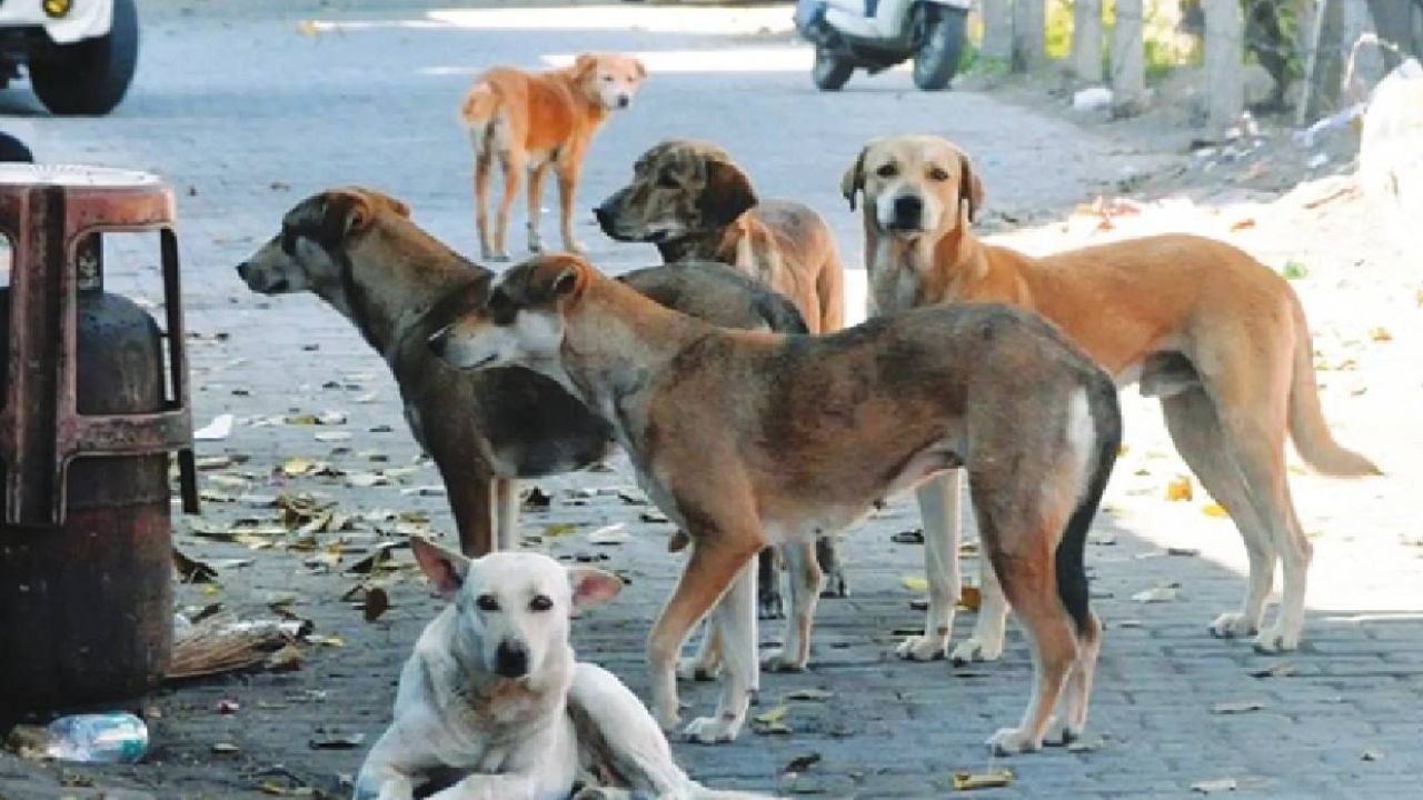 Supreme Court Stray Dogs Rabies Abc Centers Animal Rights Debate
