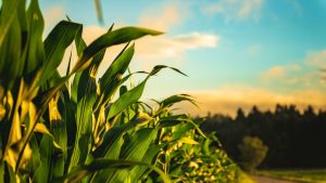 Maize Farming: 15 हजार खर्च में 1 लाख की कमाई, किसानों के लिए फायदे का सौदा बनी मक्का खेती