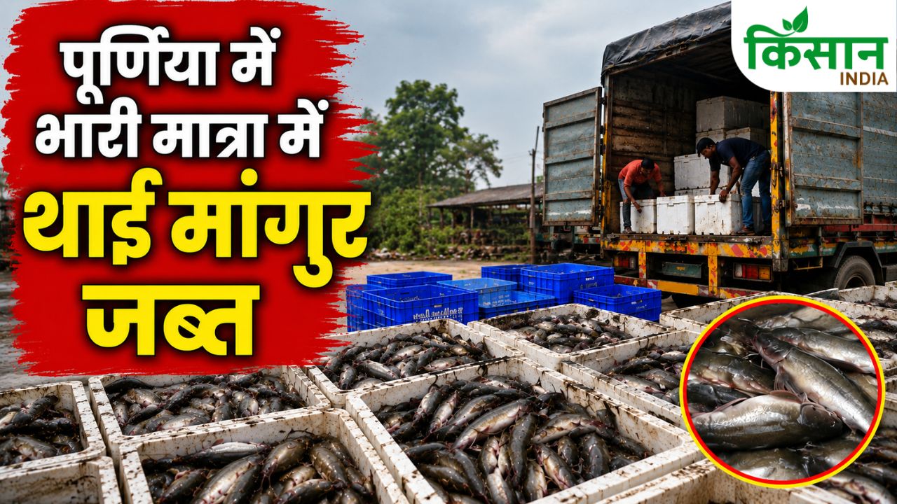 Bihar Thai Mangur Mafia Network Busted Banned Fish Seized In Trucks By Police