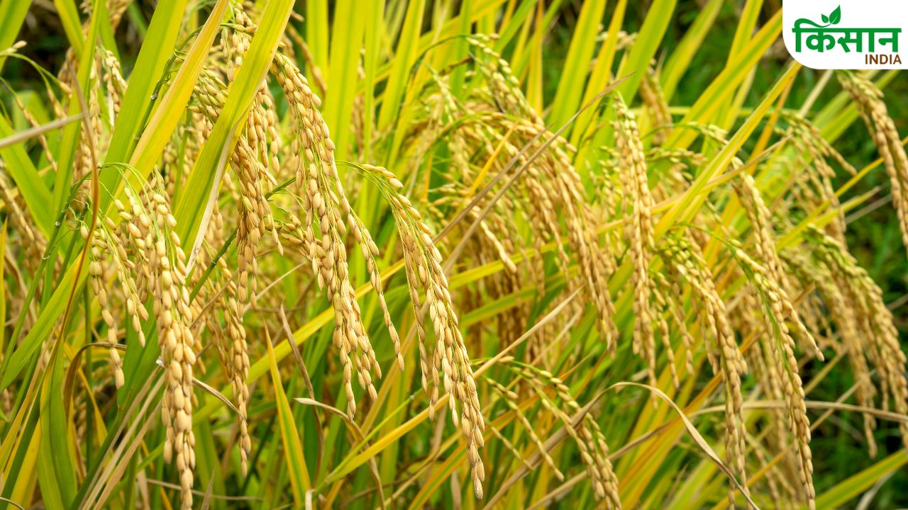 Basmati Rice Farming Tips For Better Yield And Higher Profit