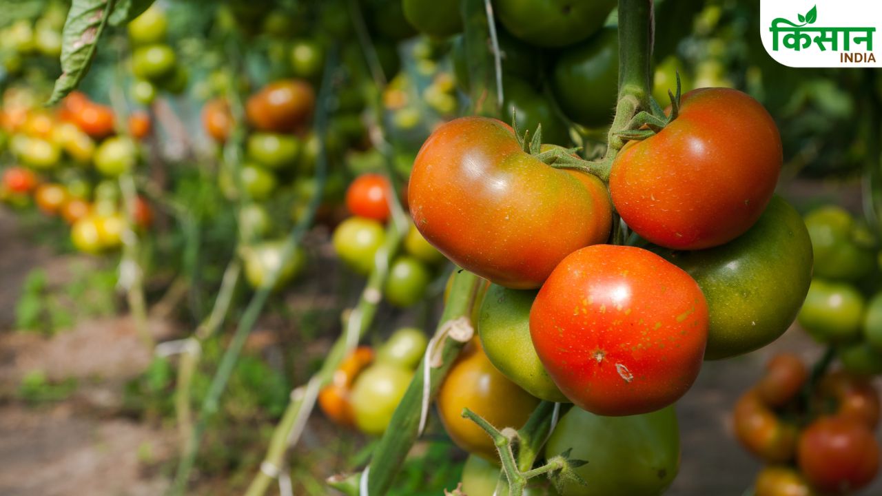 Rainy Season Tomato Farming 45 Days High Profit Crop