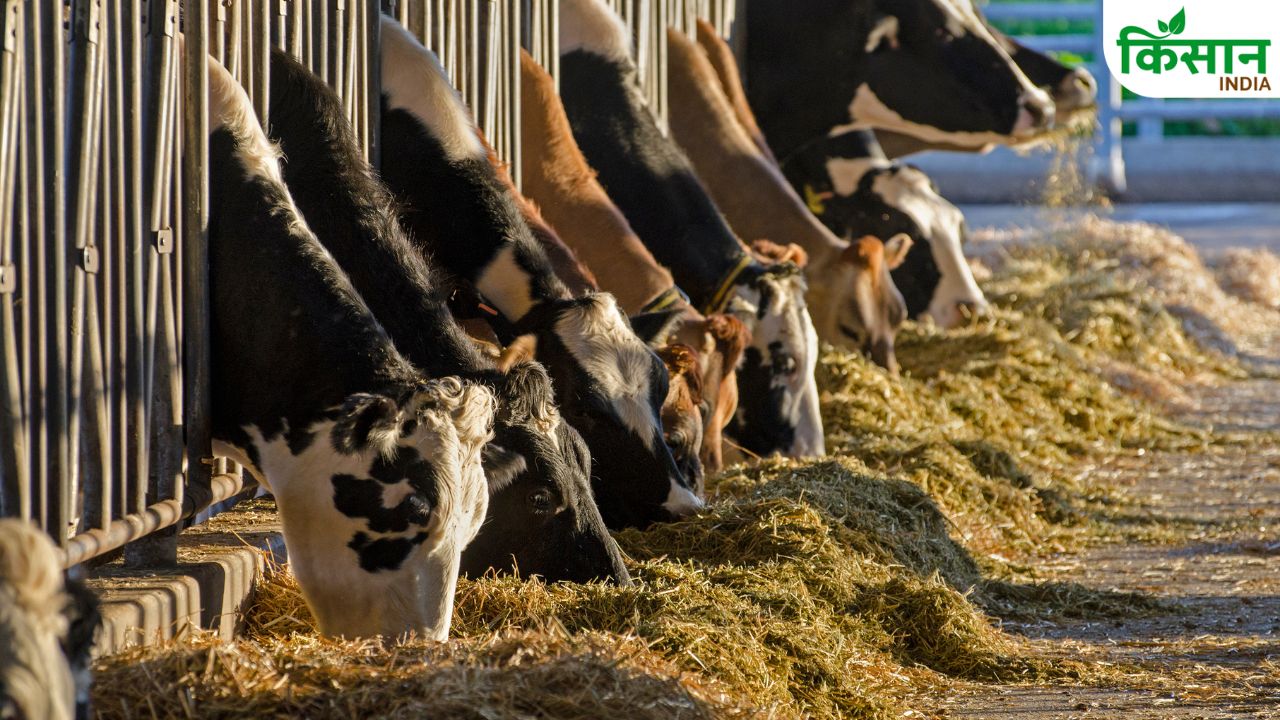 Dairy Farming Becomes Hi Tech With Ai Now Complete Information About Animals Obtained Through Mobile App