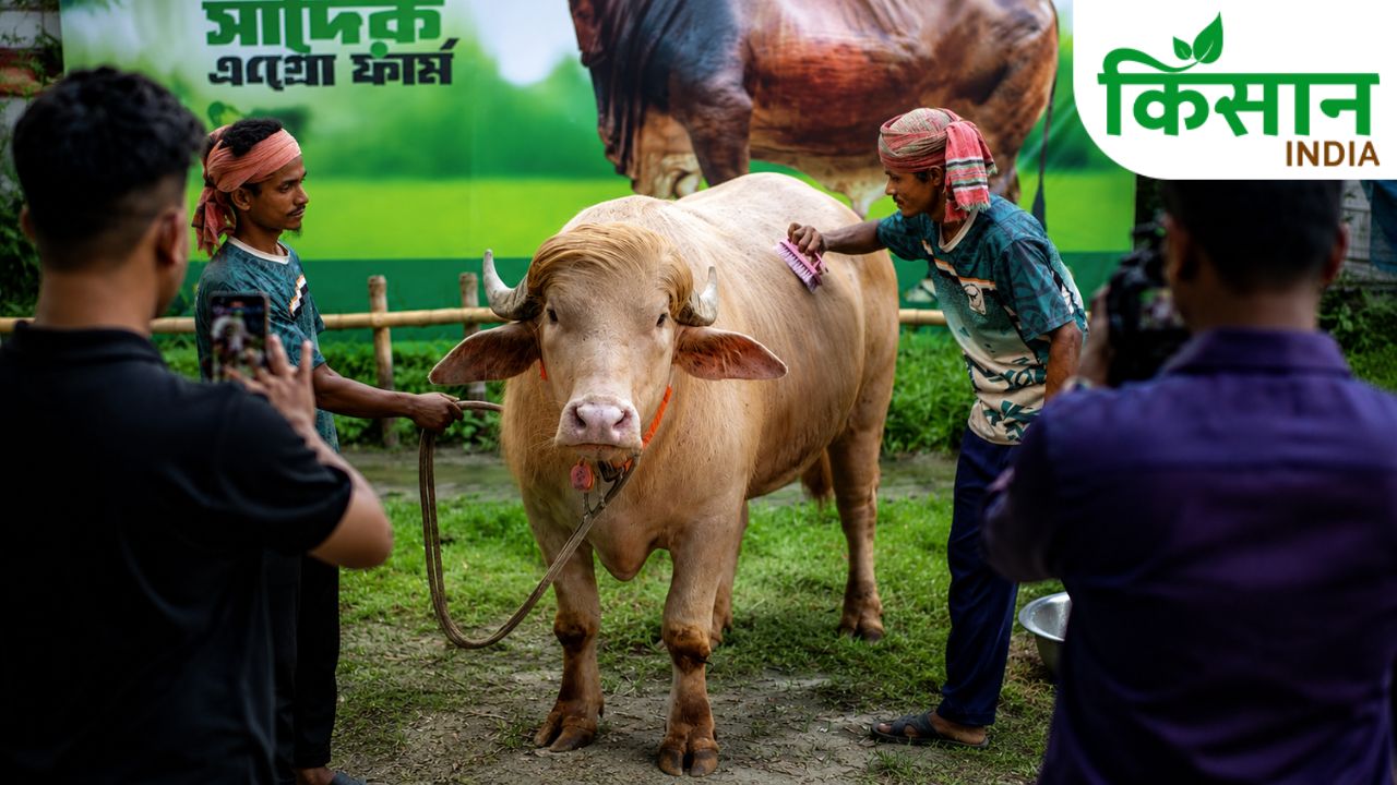 Bakrid 2026 Donald Trump Buffalo 597kg Viral Social Media Star Bangladesh