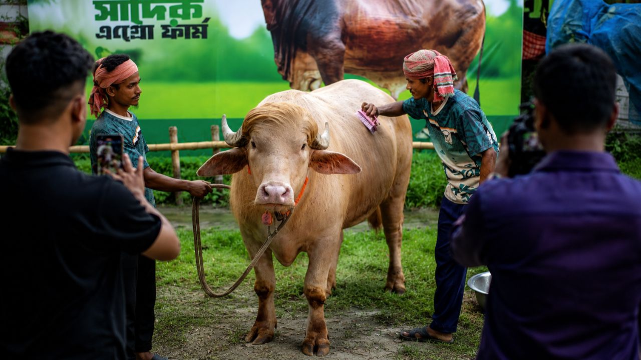 Bakrid 2026 Donald Trump Buffalo 597kg Viral Social Media Star Bangladesh