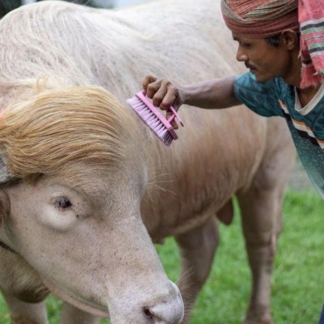 Donald Trump Buffalo, Bakrid Viral Animal