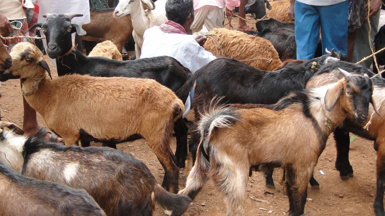Bakrid 2026 Animal Markets Hit By Slow Business Crores Loss To Traders
