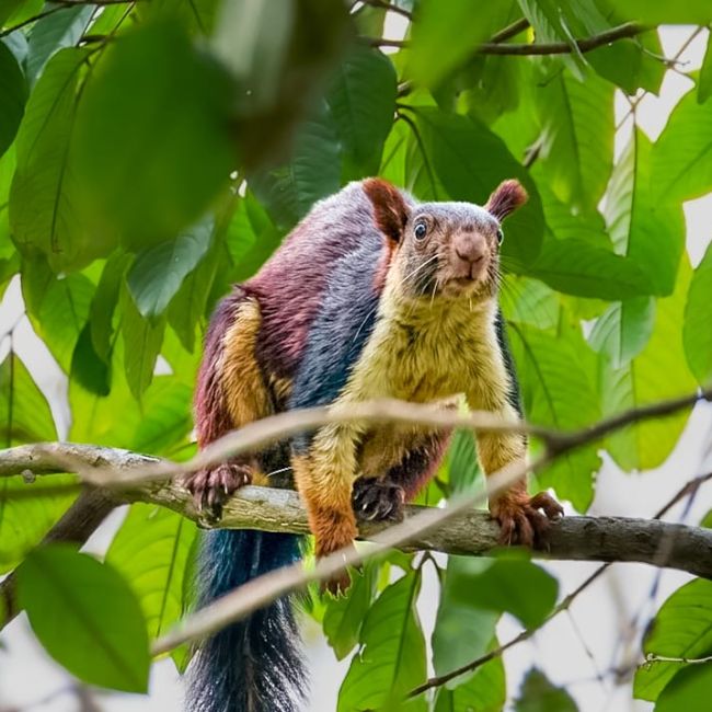 Indian Giant Squirrel, Wildlife Conservation India, Biodiversity Forest India, Forest Ecosystem Health